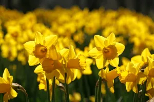 Yellow Daffodils blooming in spring
