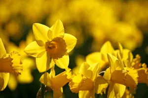 Yellow Daffodils blooming in spring