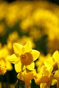 Yellow Daffodils blooming in spring
