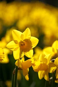 Yellow Daffodils blooming in spring