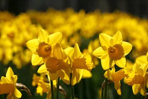 Yellow Daffodils blooming in spring