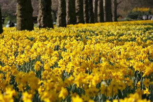 Yellow Daffodils blooming in spring
