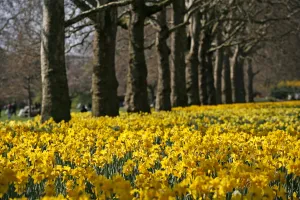 Yellow Daffodils blooming in spring