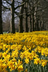 Yellow Daffodils blooming in spring