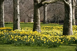 Yellow Daffodils blooming in spring