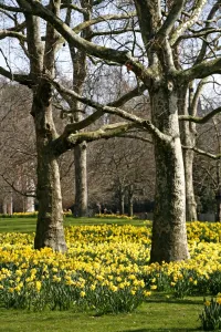 Yellow Daffodils blooming in spring